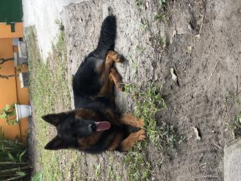 Luna, Perro Pastor Alemán