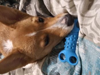 Omášte, Welsh Corgi Pembroke
