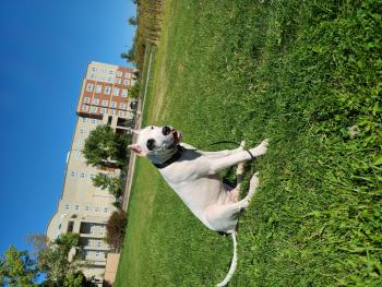 Bella, Dogo Argentino