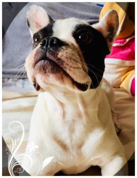 Kira, Bulldog Francés