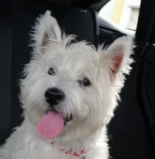 Milou, West highland white terrier