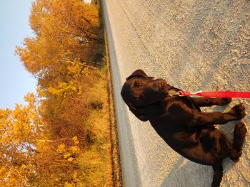 Diggs, Labrador Retriever