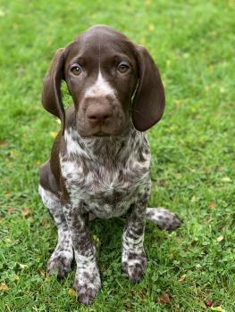Scout, Braque Allemand