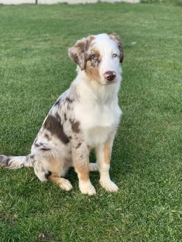 Rusty, Pastor Australiano