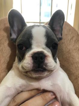 Peppa, French bulldog