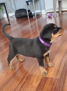 Henna, Rottweiler