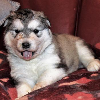 FRISETTE, Malamute De Alaska