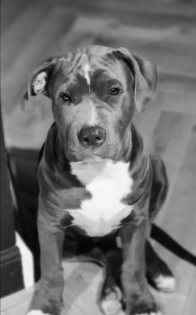 Rocco, Otros perros