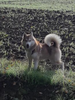 Reya, Husky Siberiano