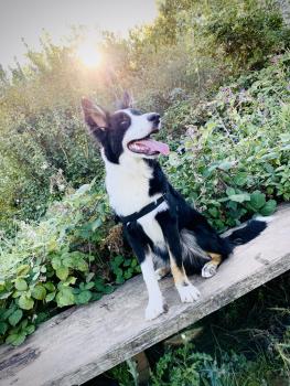 Barney, Border Collie