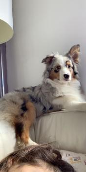 Olie, Pastor Australiano