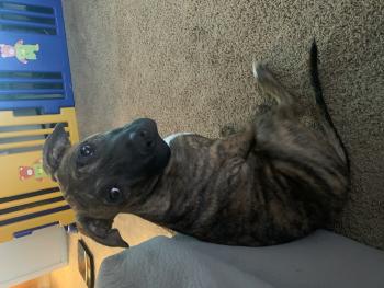 TIG, American staffordshire terrier