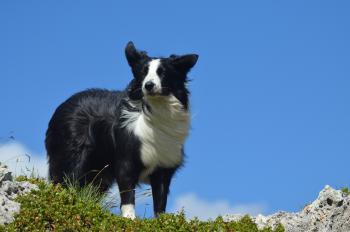 Dream, Border Collie