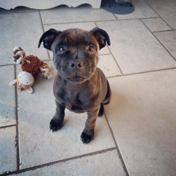 Rémy, Staffordshire Bull Terrier