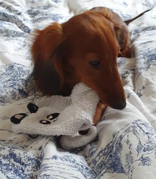 ROYALE POUPIE, Dachshund (Pelo Largo)