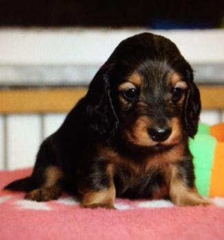 Rune, Dachshund (Pelo Largo)