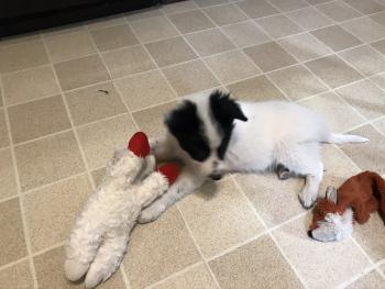 Grady, Border Collie