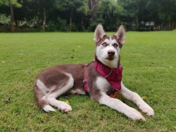 Auli, Siberian Husky