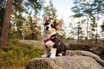 Fendi, Welsh Corgi Pembroke