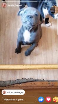 Ramses, Staffordshire Bull Terrier