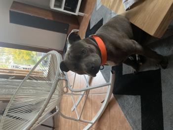 Rosco, Staffordshire Bull Terrier