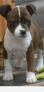 Rocky, Staffordshire Bull Terrier