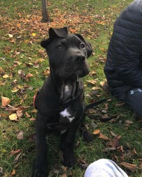 Tennessee, Dogo Canario