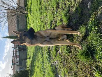 Karat, Malinois