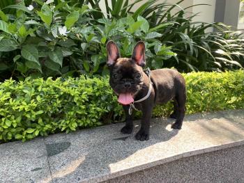 MAX, French bulldog