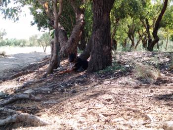 Sacha, Perro Pastor Alemán