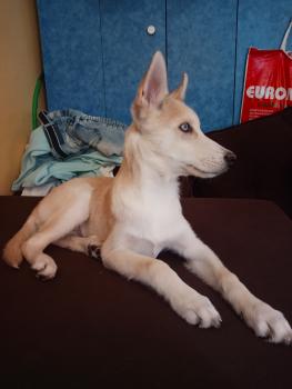 Leo, Husky Siberiano