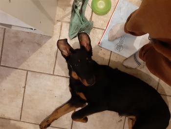 Ranger, Beauceron