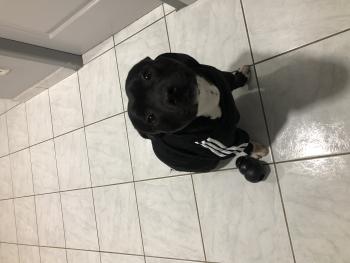 Pépito, Staffordshire Bull Terrier