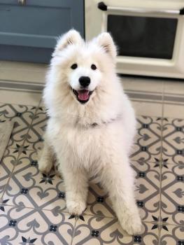 Rudolf, Samoyedo
