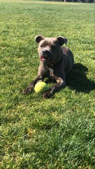 Bobby, Staffordshire Bull Terrier