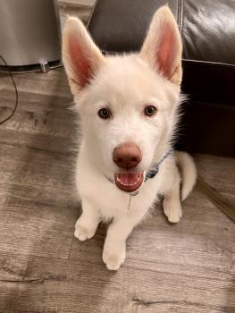 Ghost, Siberian Husky