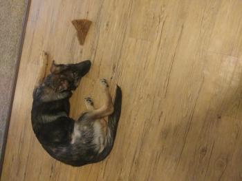 Sammi, Perro Pastor Alemán