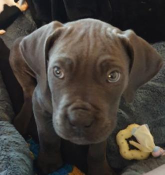 Ramsès, Cane Corso