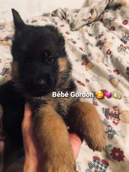 Gordon, Perro Pastor Alemán