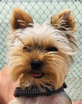 Pepito, Yorkshire Terrier