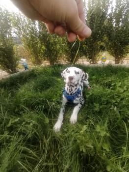 Ramses, Dalmatien
