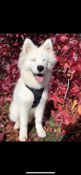 Ritchy, Samoyedo