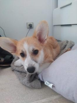 Txakoli, Welsh Corgi Pembroke