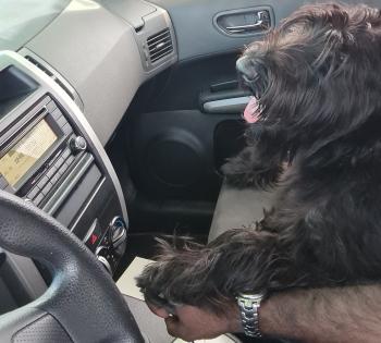 Lily, Schnauzer Gigante