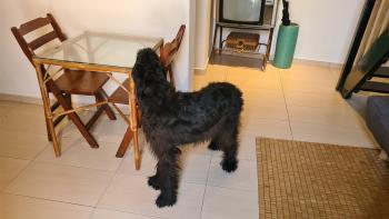 Elly, Schnauzer Gigante