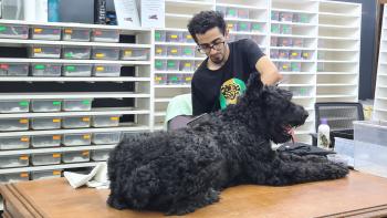 Knight, Schnauzer Gigante