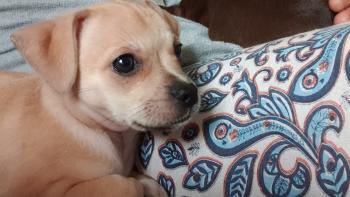 Rover, Pinscher (Alemán)