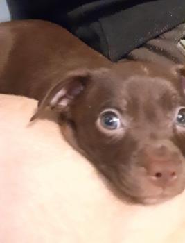 Raven, Pinscher (Alemán)