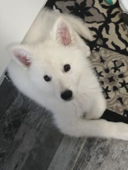 Ryo, Pastor Blanco Suizo