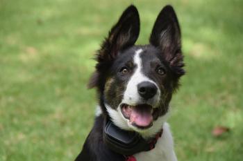 Tess, Border Collie